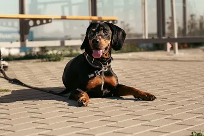 Dog Coaching Trener Psów Behawiorysta Trójmiasto